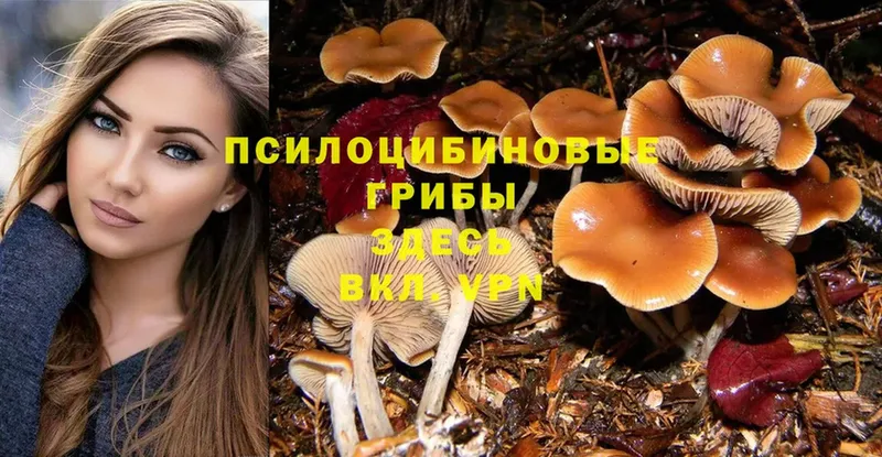 Псилоцибиновые грибы Cubensis  Кумертау 